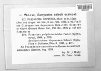 Fusoidiella depressa image